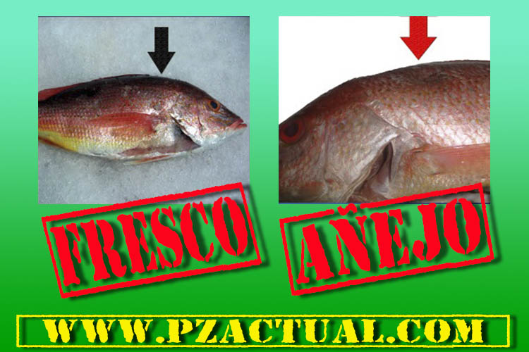 Consejo en la compra de pescado pzactual.com