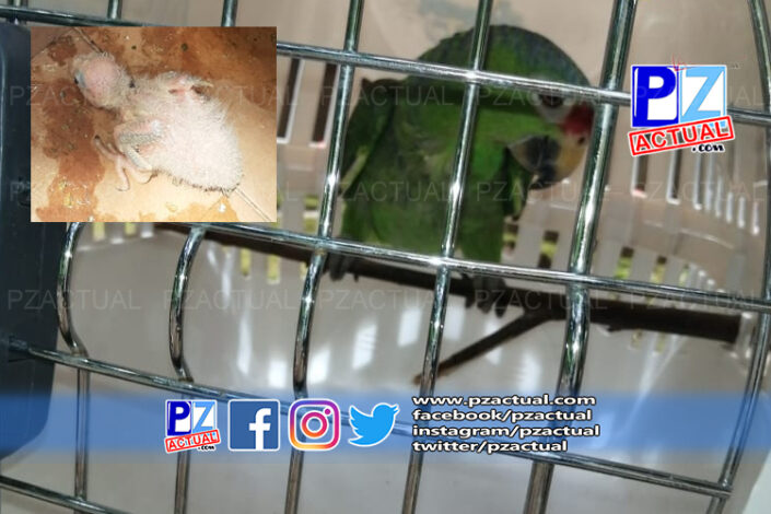 02 06 COVID PRENSA SEMAFORO 5