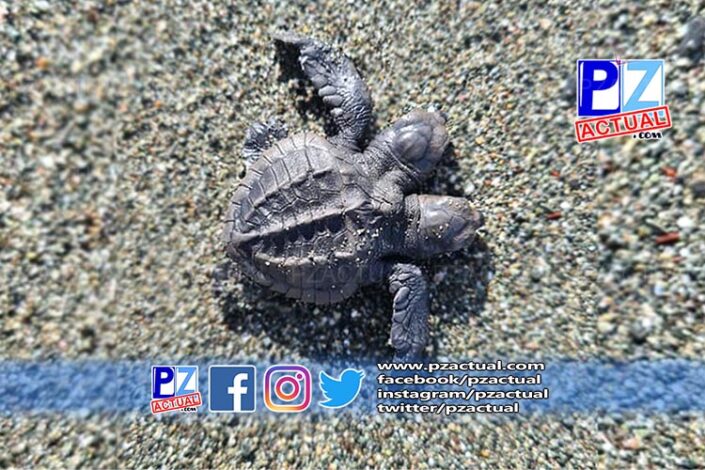 Tortuga de dos cabezas