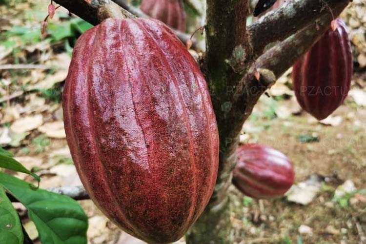Cacao, Osa, www.pzactual.com