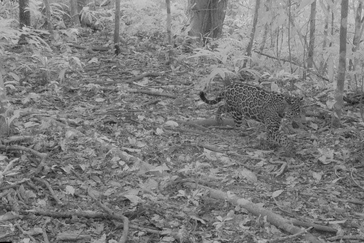 jaguares hembra en el Parque Nacional Corcovado.