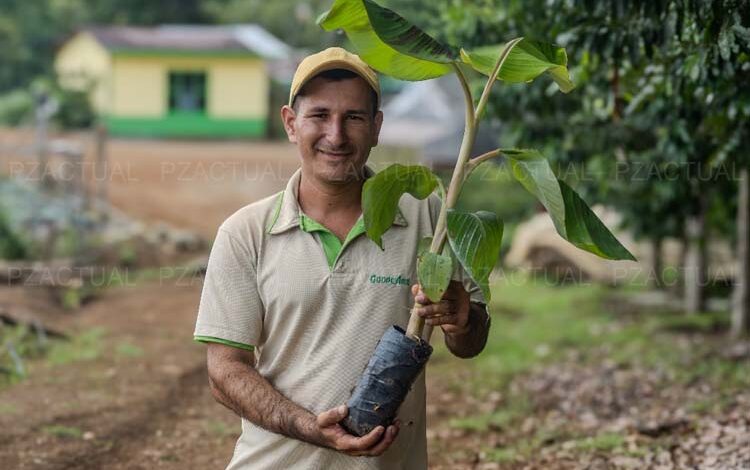 CoopeAgri y sus socios fortalecen cosecha de plátano en la región