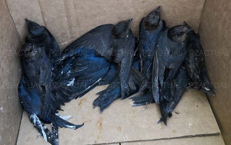 Golondrinas muertas y torturadas en comercio de Pérez Zeledón