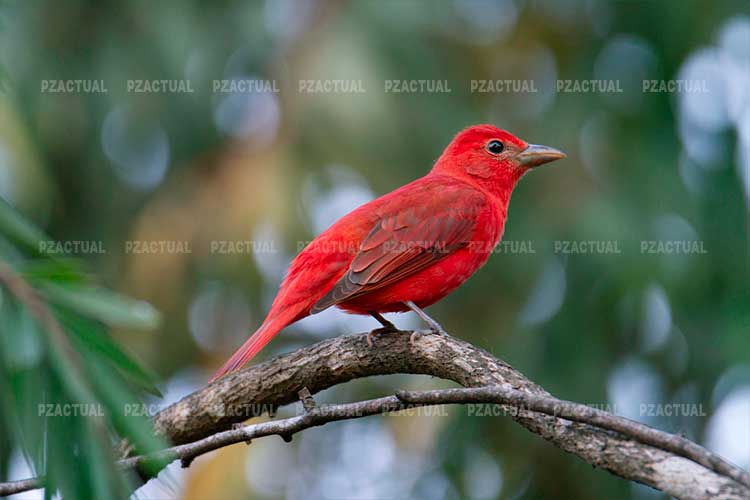 Día Mundial de las Aves Migratorias se celebra este 10 de mayo