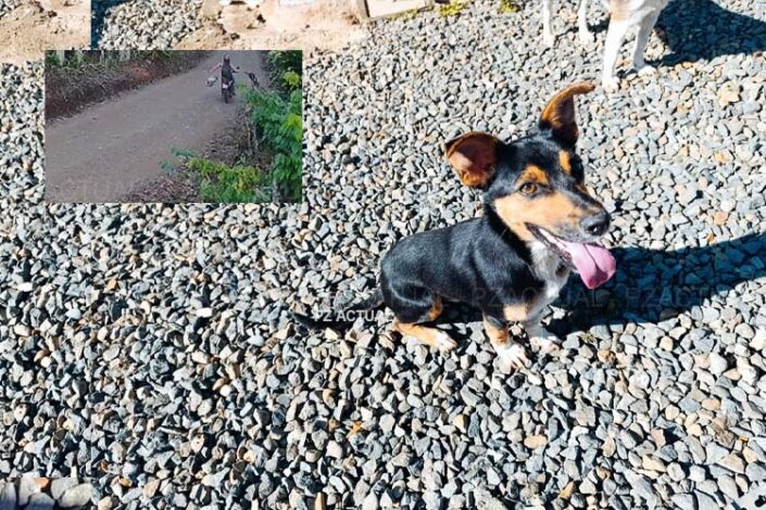IMAGEN MUESTRA UN PERRITO