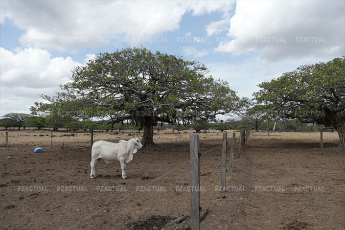En la imagen se observa una vaca junto a un árbol
