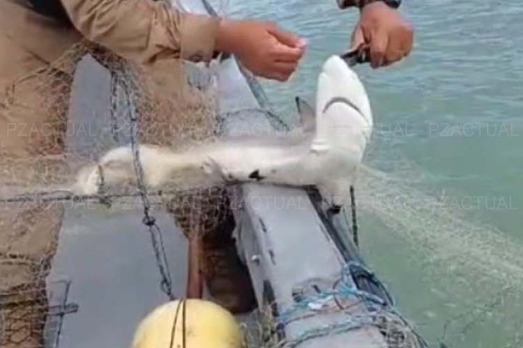 Dan con vergonzoso e ilegal hallazgo en Manuel Antonio