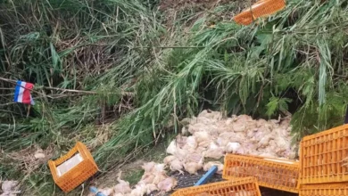 Imagen muestra pollos muertos por accidente 001