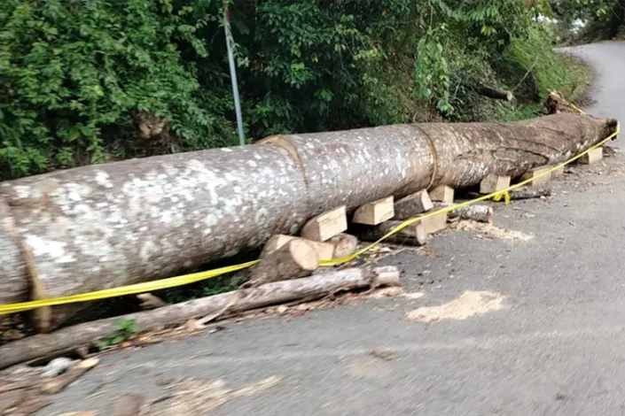 Imagen muestra árbol sobre la carretera