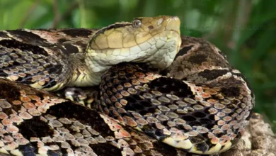 Serpientes venenosas terciopelo