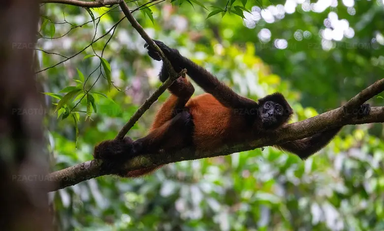 Bellezas de la Zona Sur Corcovado