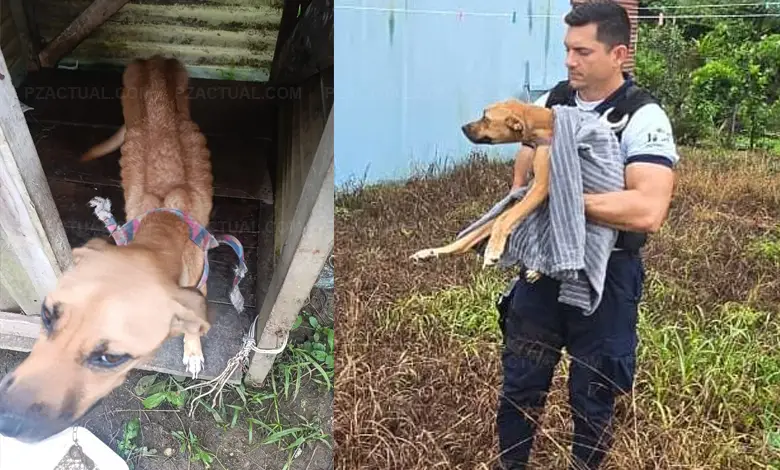 Imagen muestra perrito en abandono, siendo rescatado