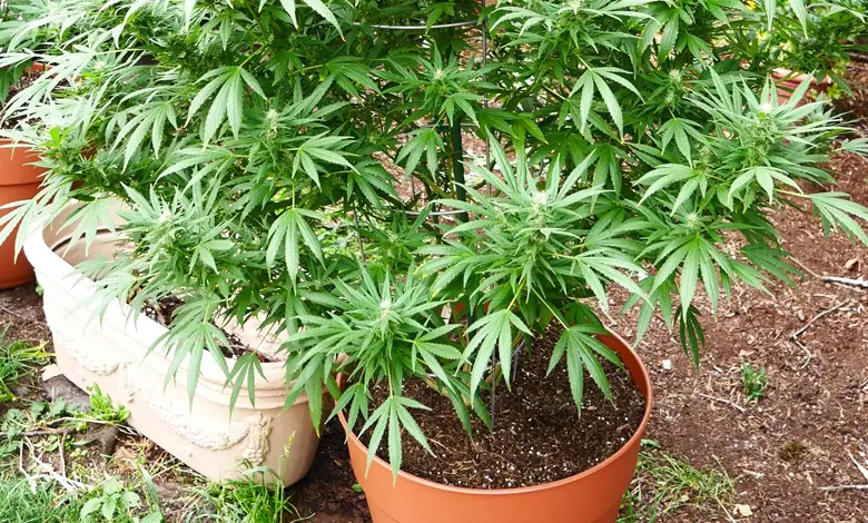 Imagen de marihuana, con fines ilustrativos