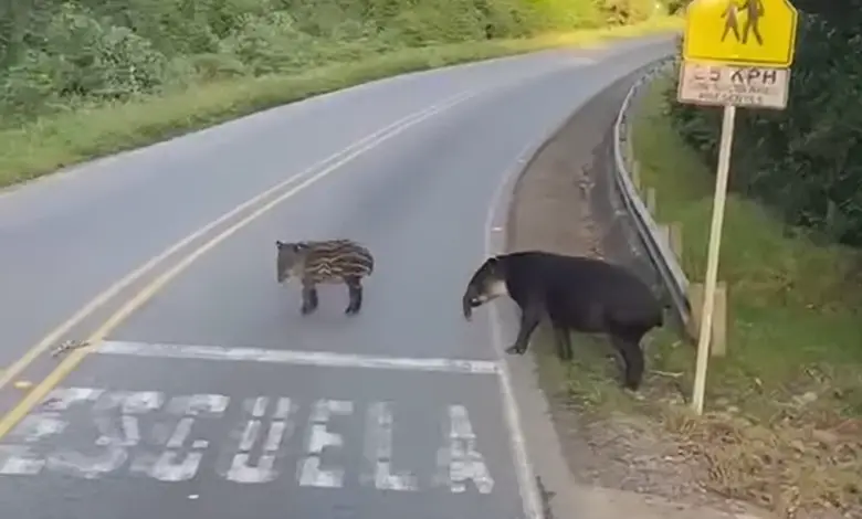 hermoso avistamiento de dantas en Ruta 2 llama a cuidarlas 2