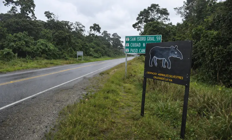 hermoso avistamiento de dantas en Ruta 2 llama a cuidarlas 3