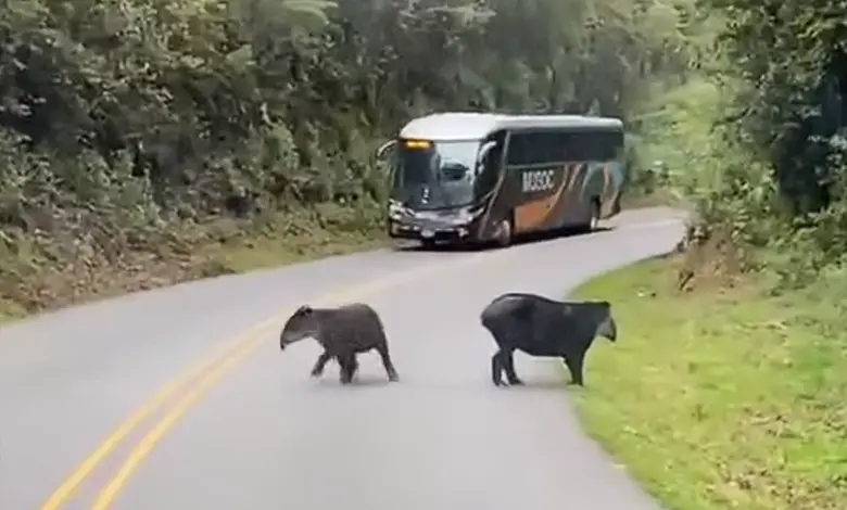 hermoso avistamiento de dantas en Ruta 2 llama a cuidarlas